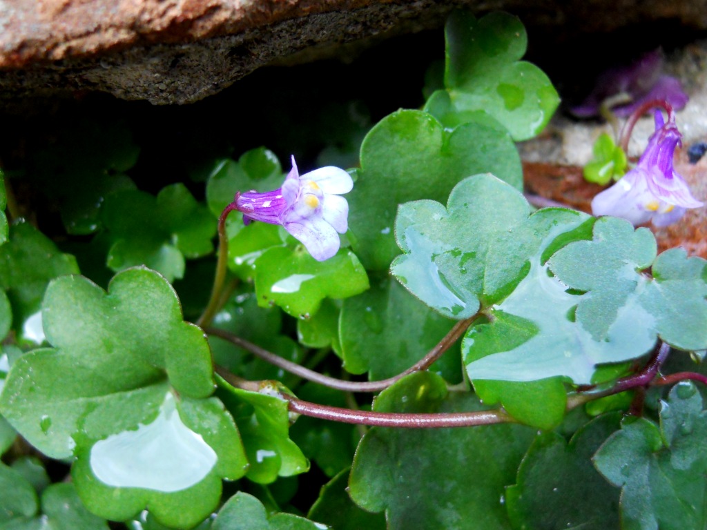 Cymbalaria muralis